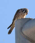 American Kestrel 5615